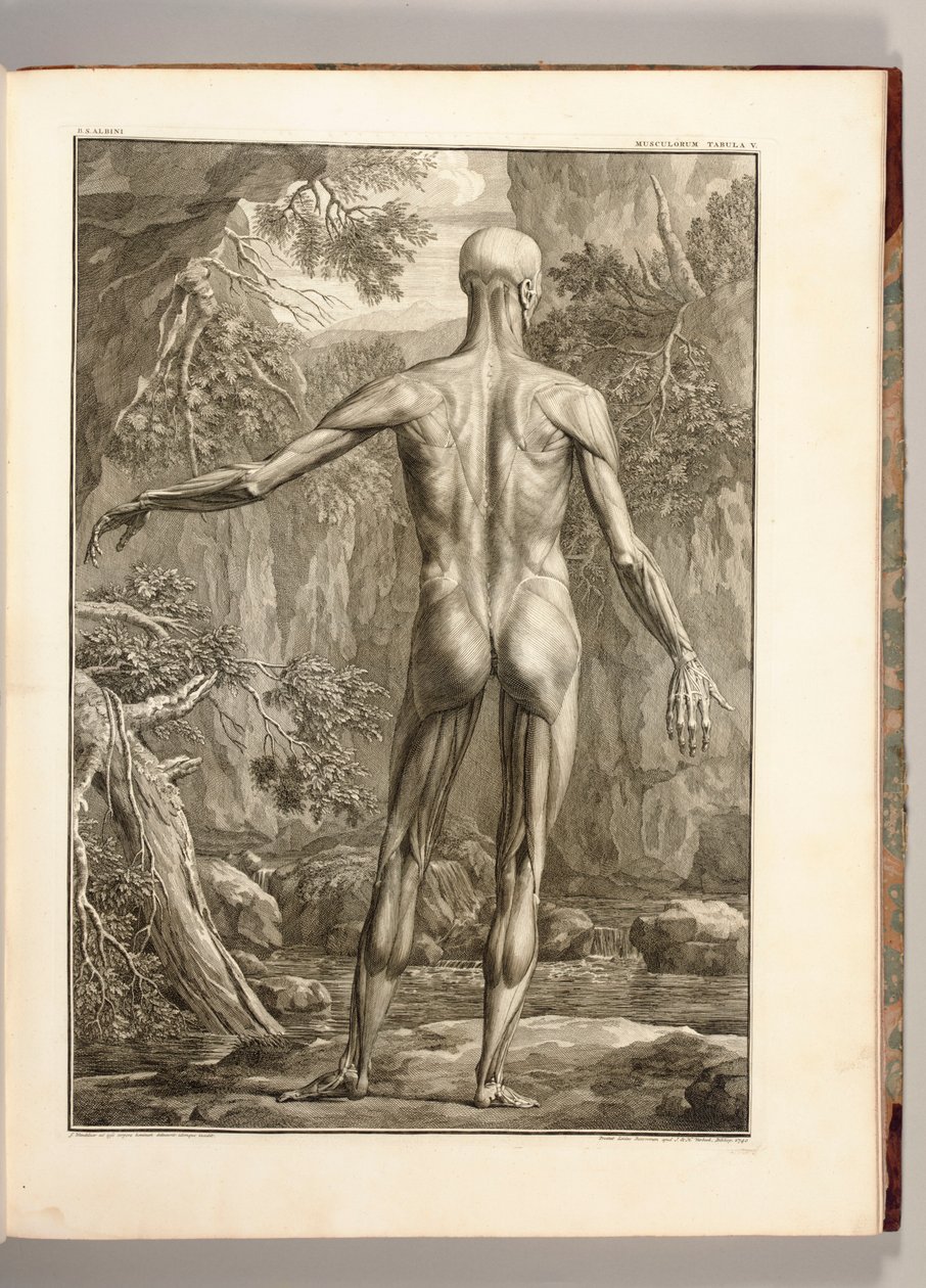 Muscle Groups of the Back, 1747 (engraving) by Jan Wandelaar