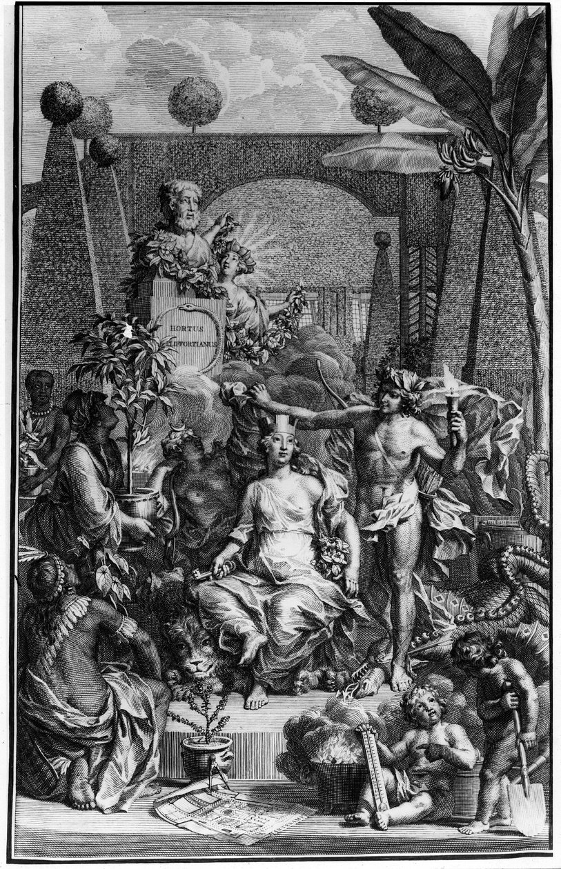Frontispiece of 'Hortus Cliffortianus' by Charles Linne (Carl von Linne ...