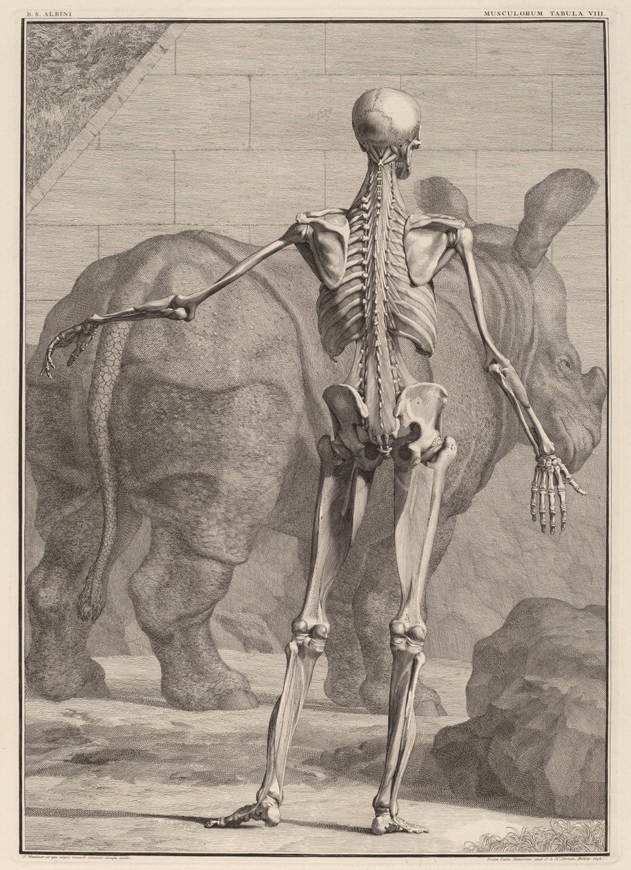 Musculorum Tabula VIII by Jan Wandelaar