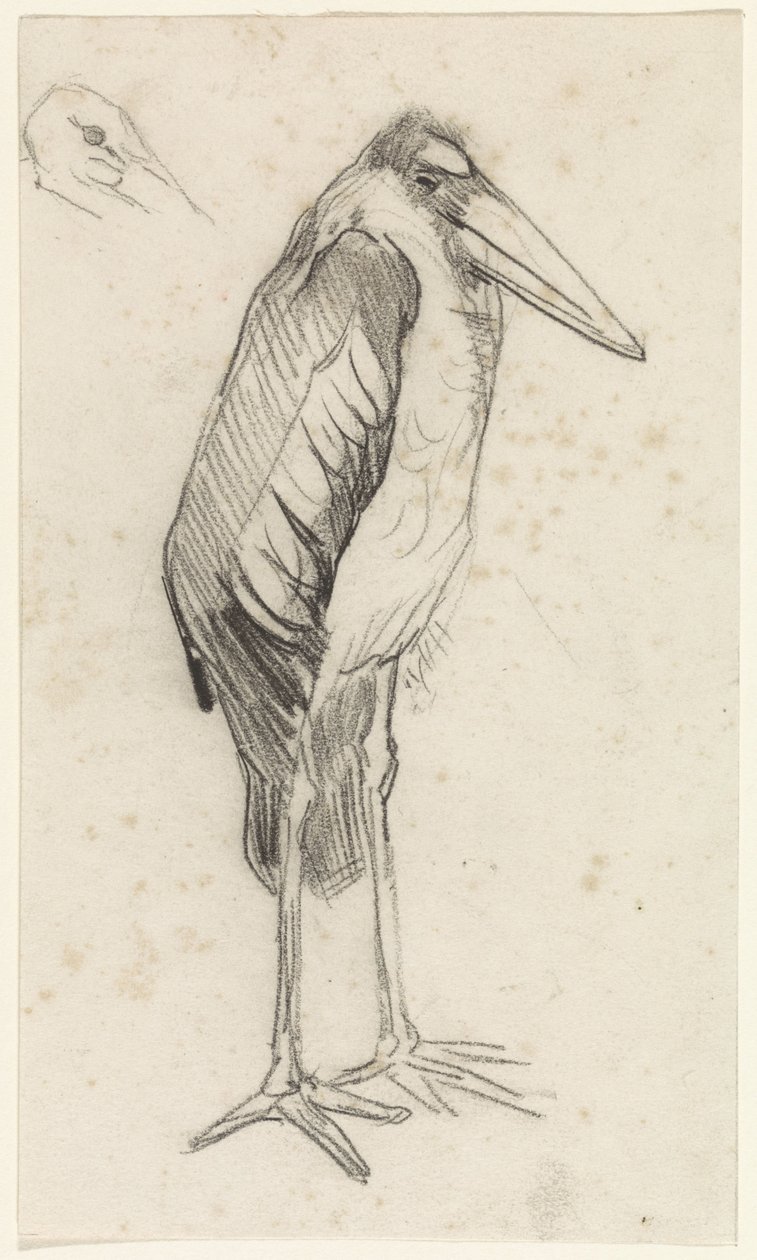 Marabou by Jan van Essen