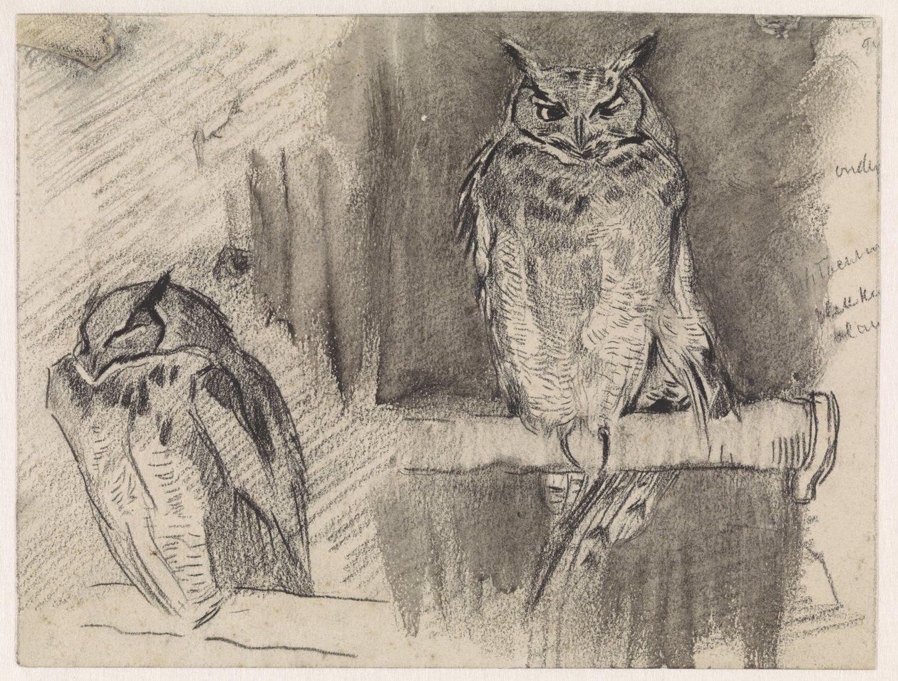 Two Studies of an Owl by Jan van Essen