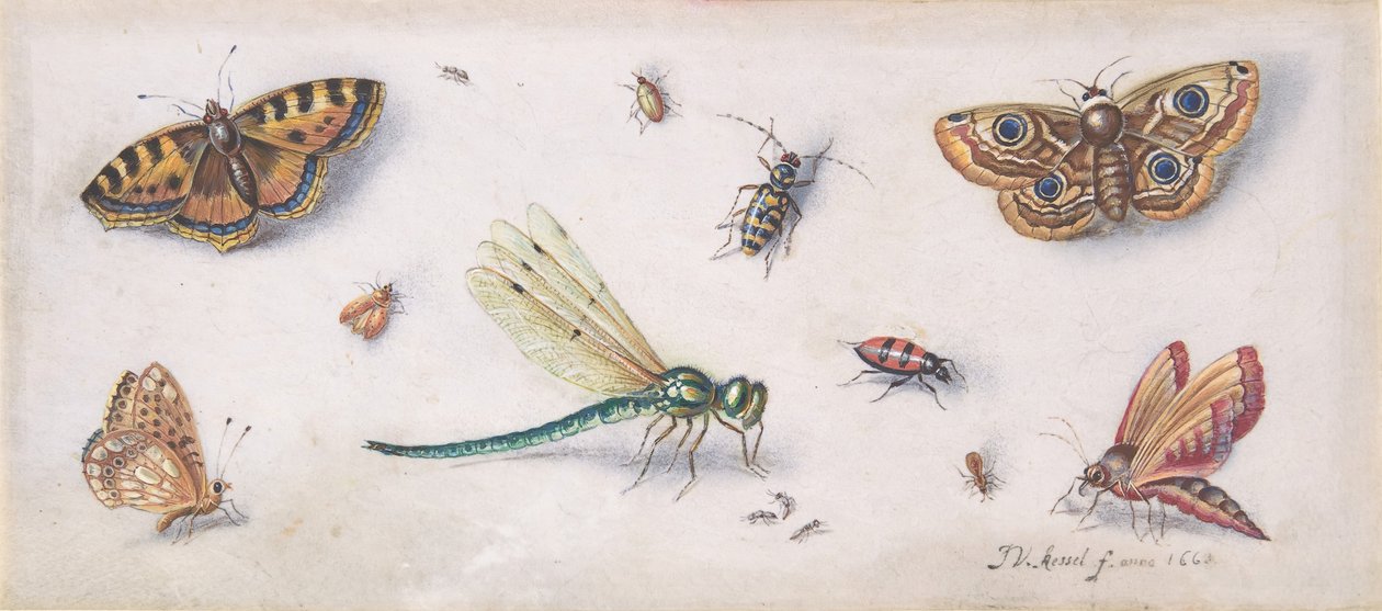 Insects, Butterflies, and a Dragonfly by Jan van Kessel