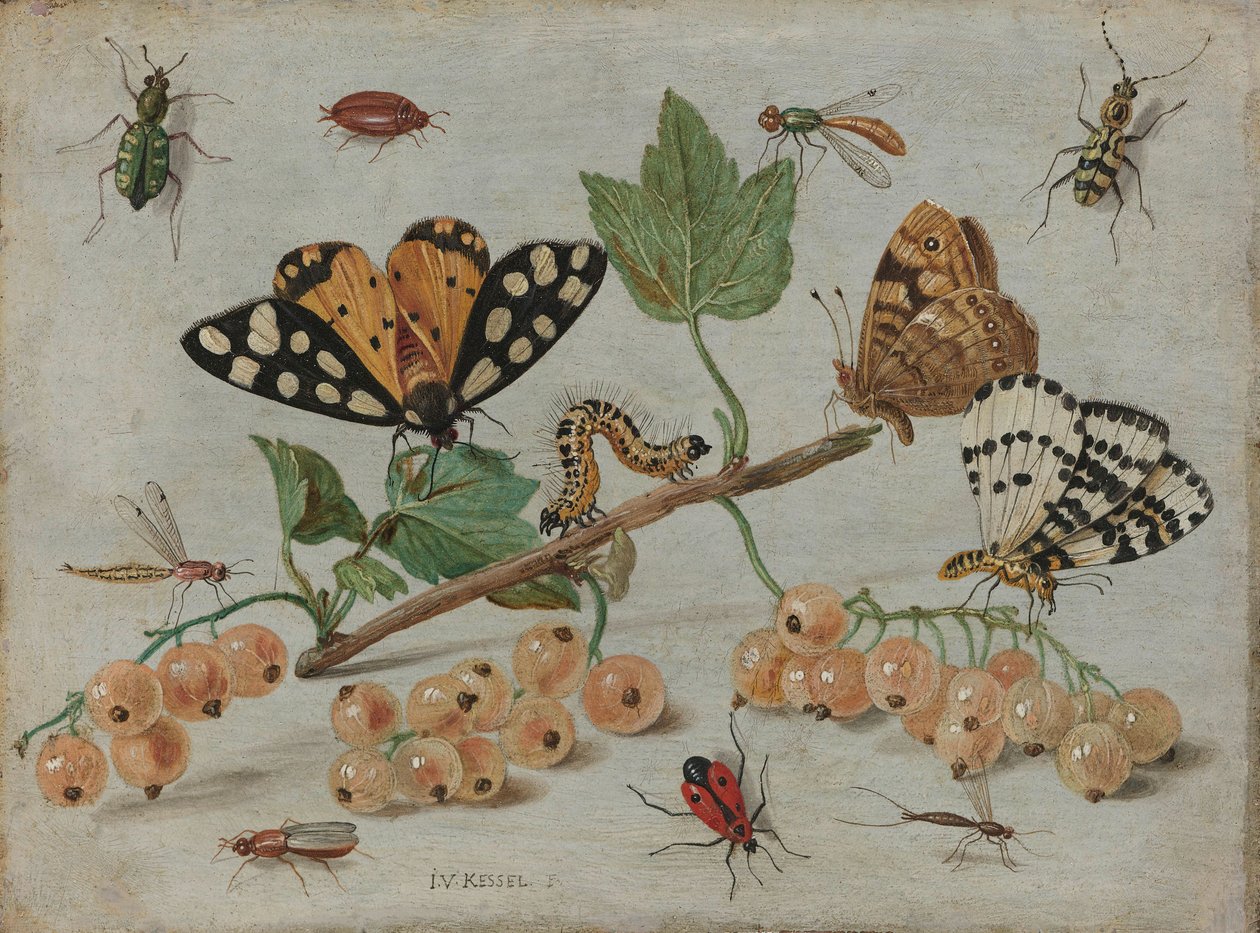 Insects and Fruit, c.1660-5 by Jan van Kessel the Elder