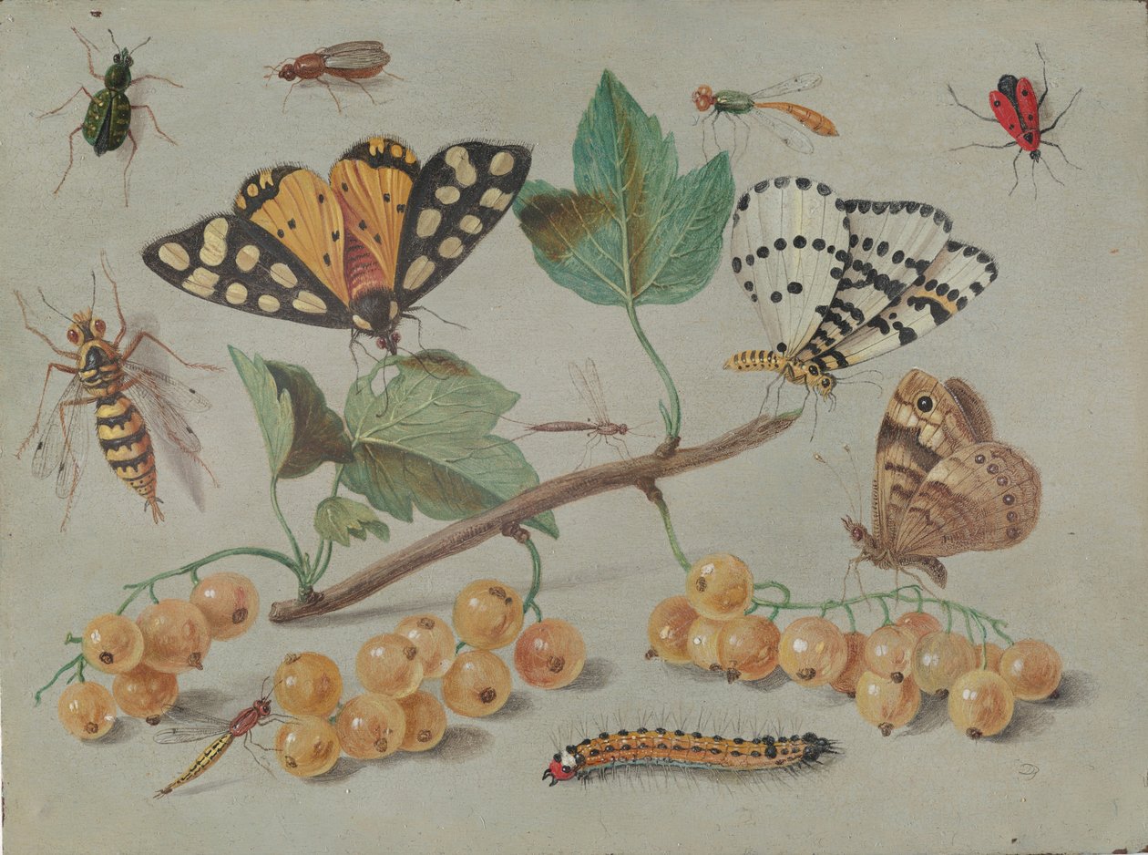 Study of Butterfly and Insects, c. 1655 by Jan van Kessel