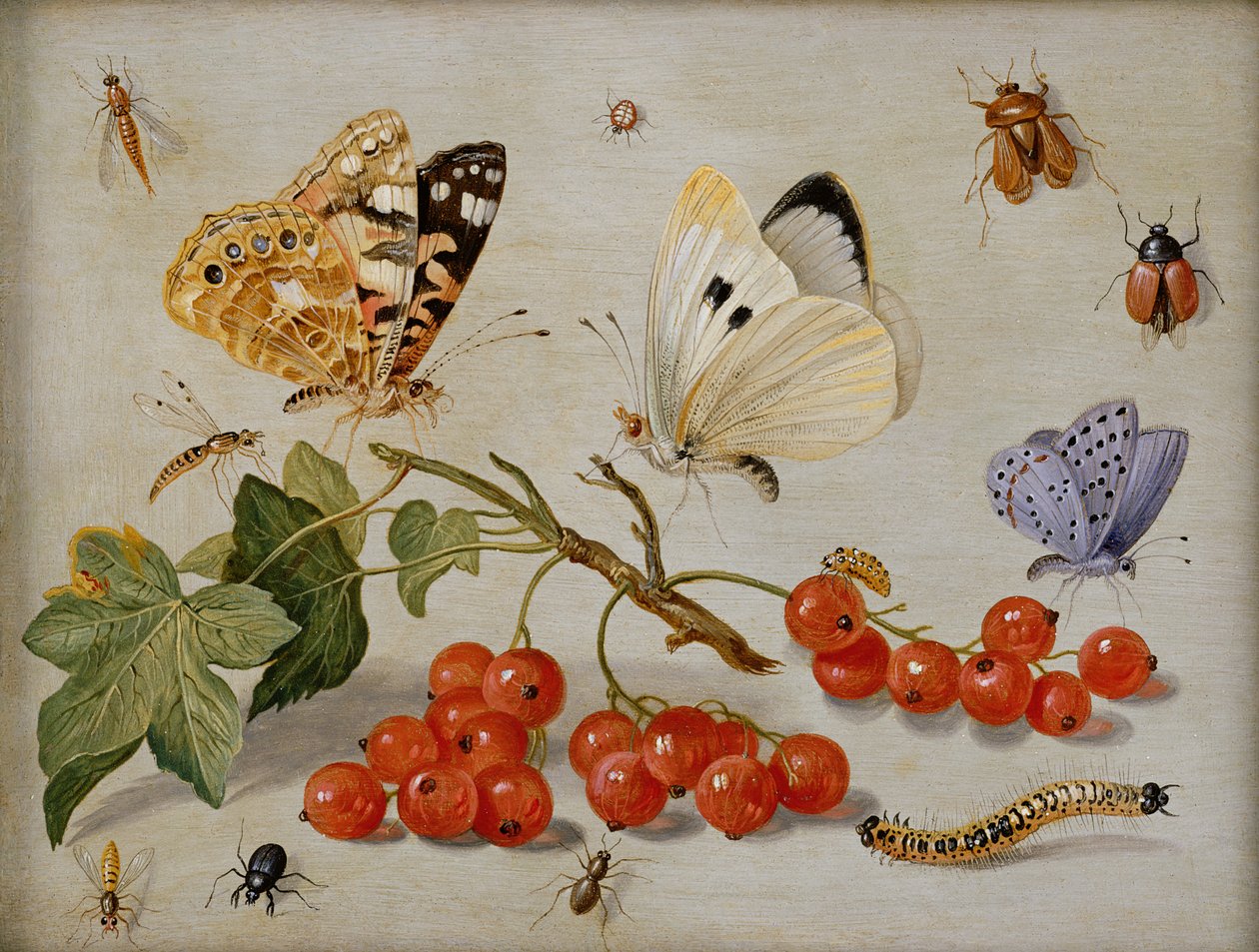 A still life with sprig of Redcurrants, butterflies, beetles, caterpillar and insects by Jan van Kessel the Elder