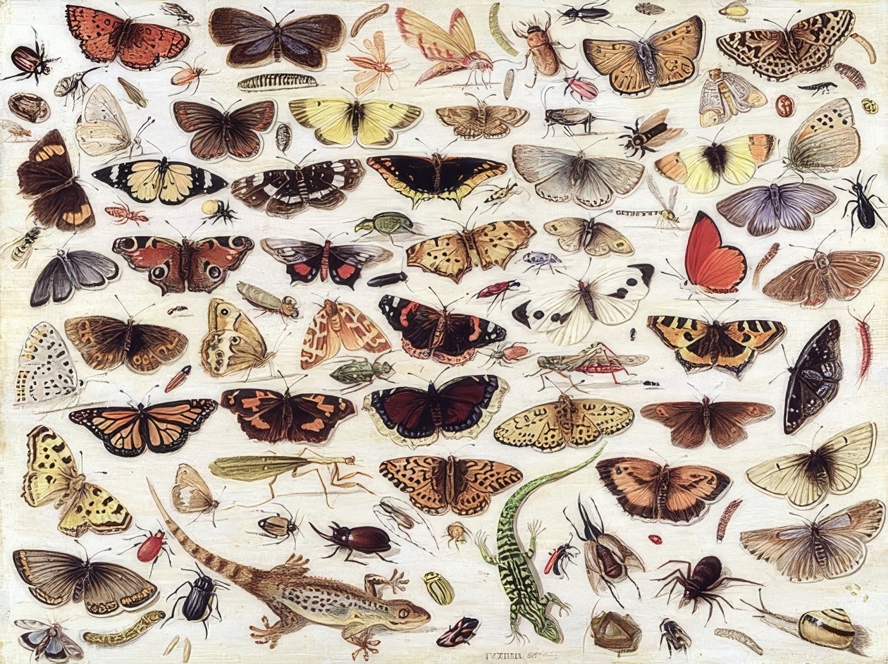 Study of Butterflies and Other Insects. 1657 by Jan van Kessel the Elder