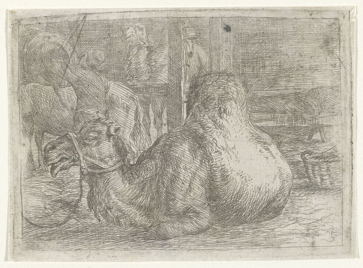 Lying Camel by Jan van Ossenbeeck