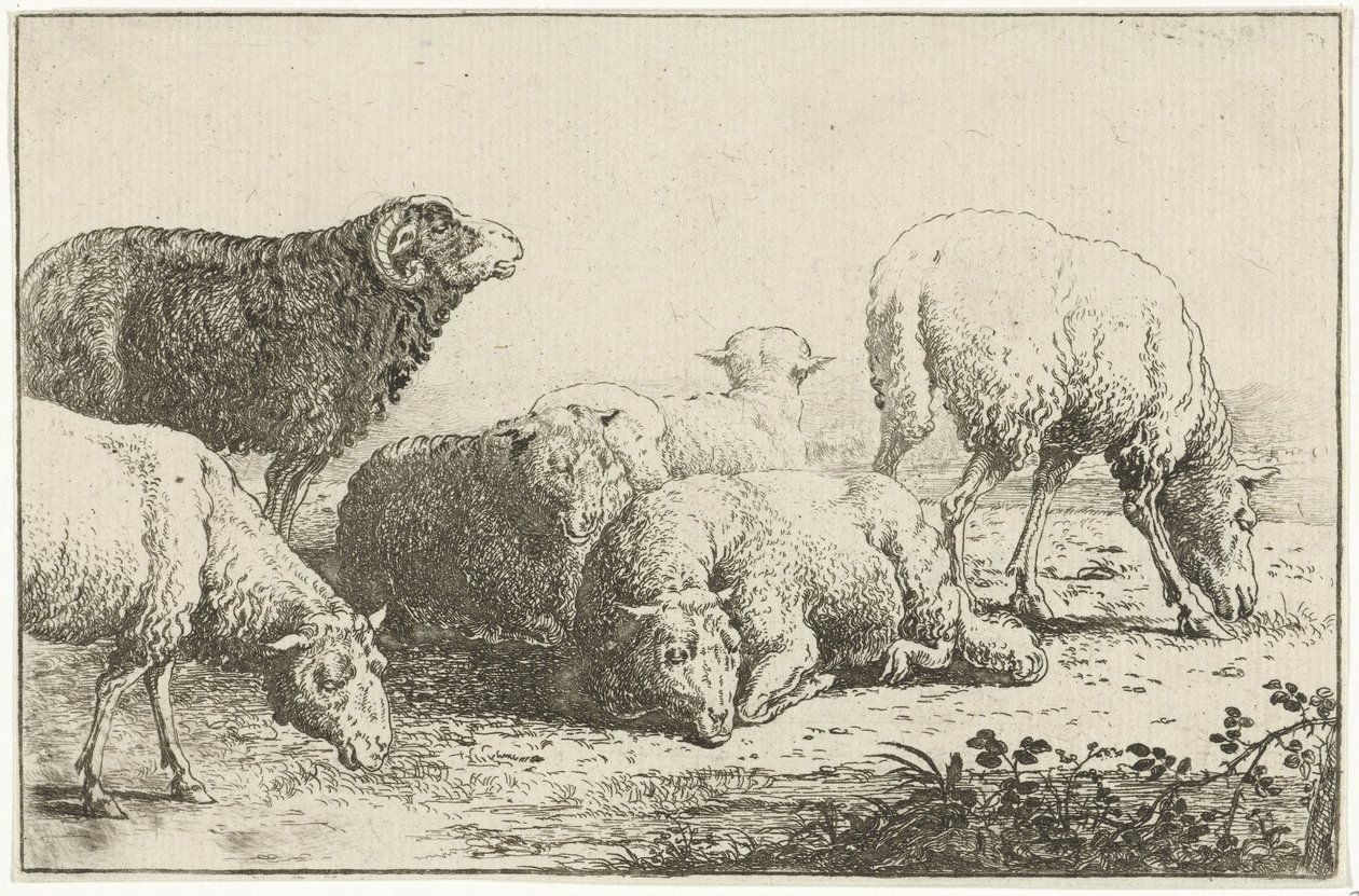 Sheep (series title: Animals, Zoographiam) by Jan van den Hecke