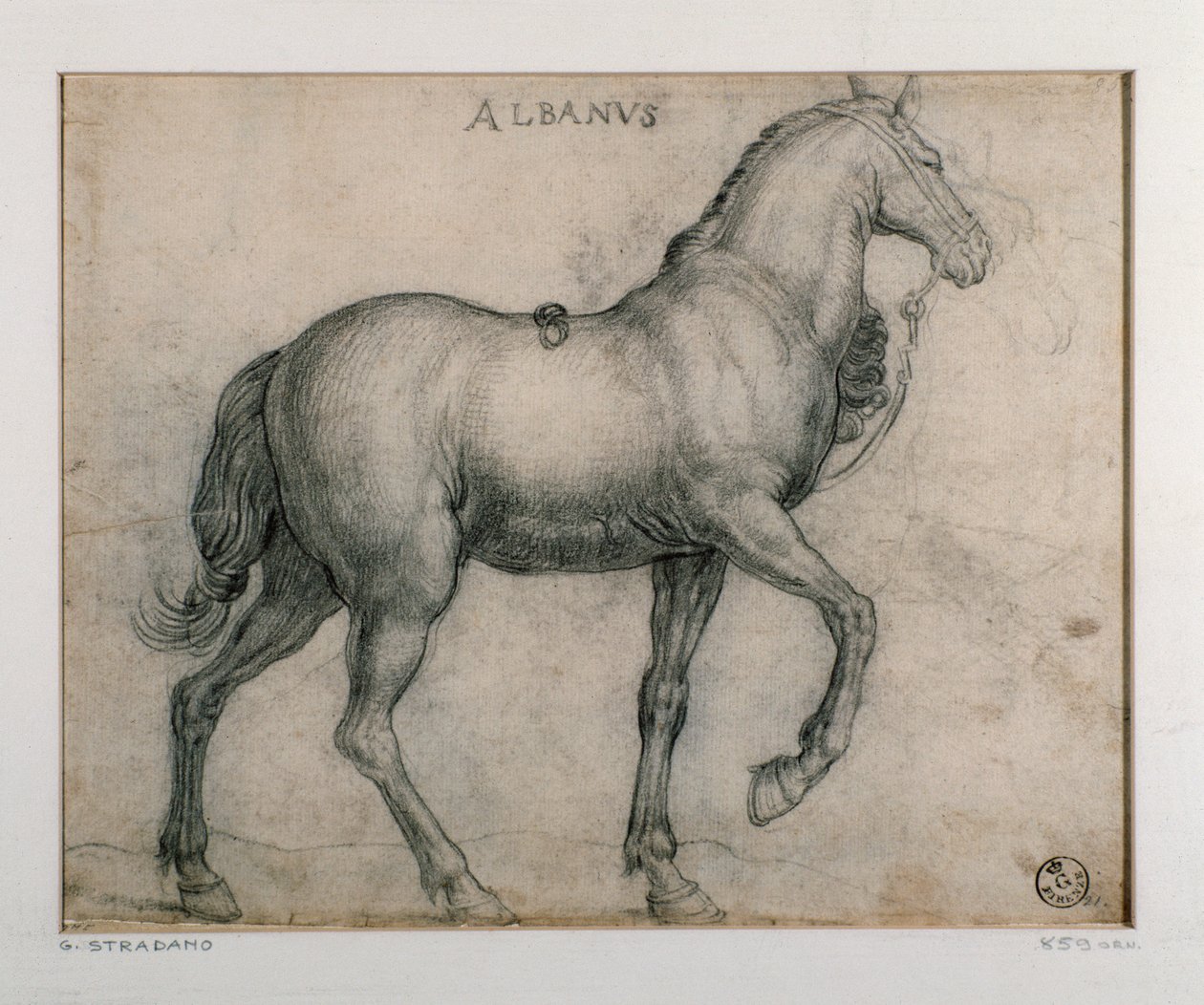 Study for a Horse by Jan van der Straet