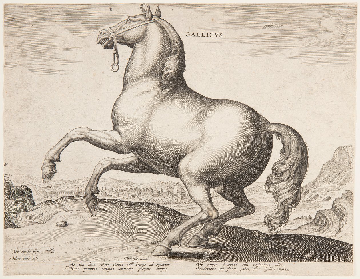 A French Horse, from the first set of 