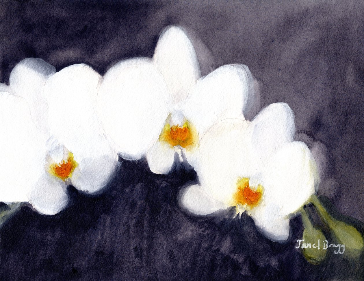 Orchid White Phalaenopsis by Janel Bragg