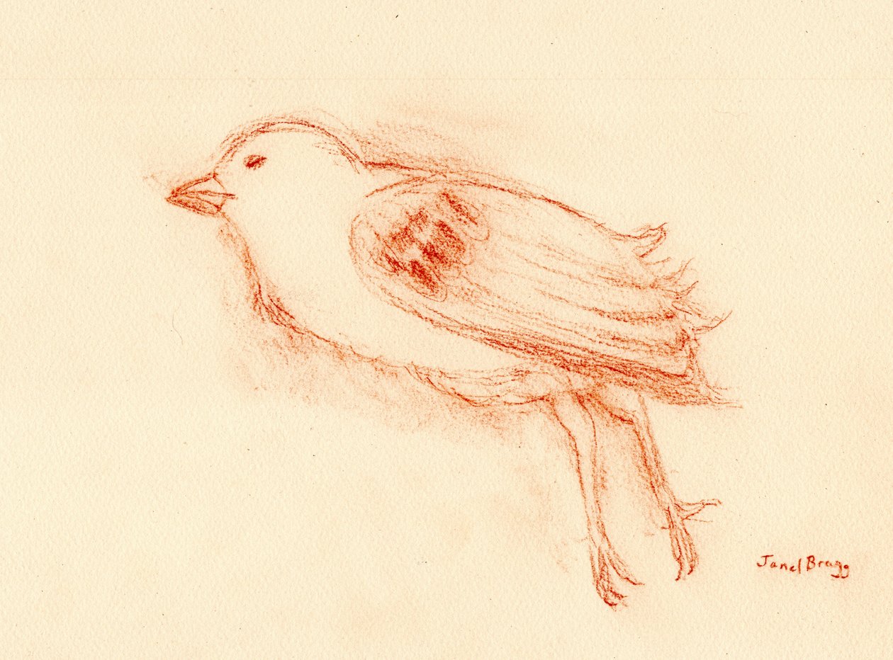 Vulnerability and Death in Summer (Dead Bird by my Stairwell III) c.2021 by Janel Bragg