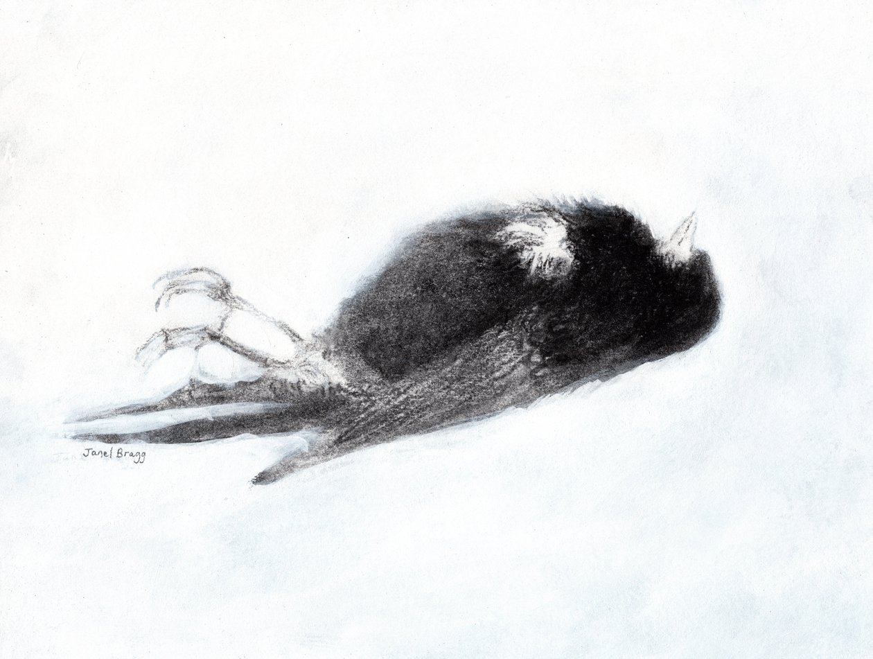 Vulnerability and Death in Winter (Dead Bird by my Stairwell II, c.2019) by Janel Bragg