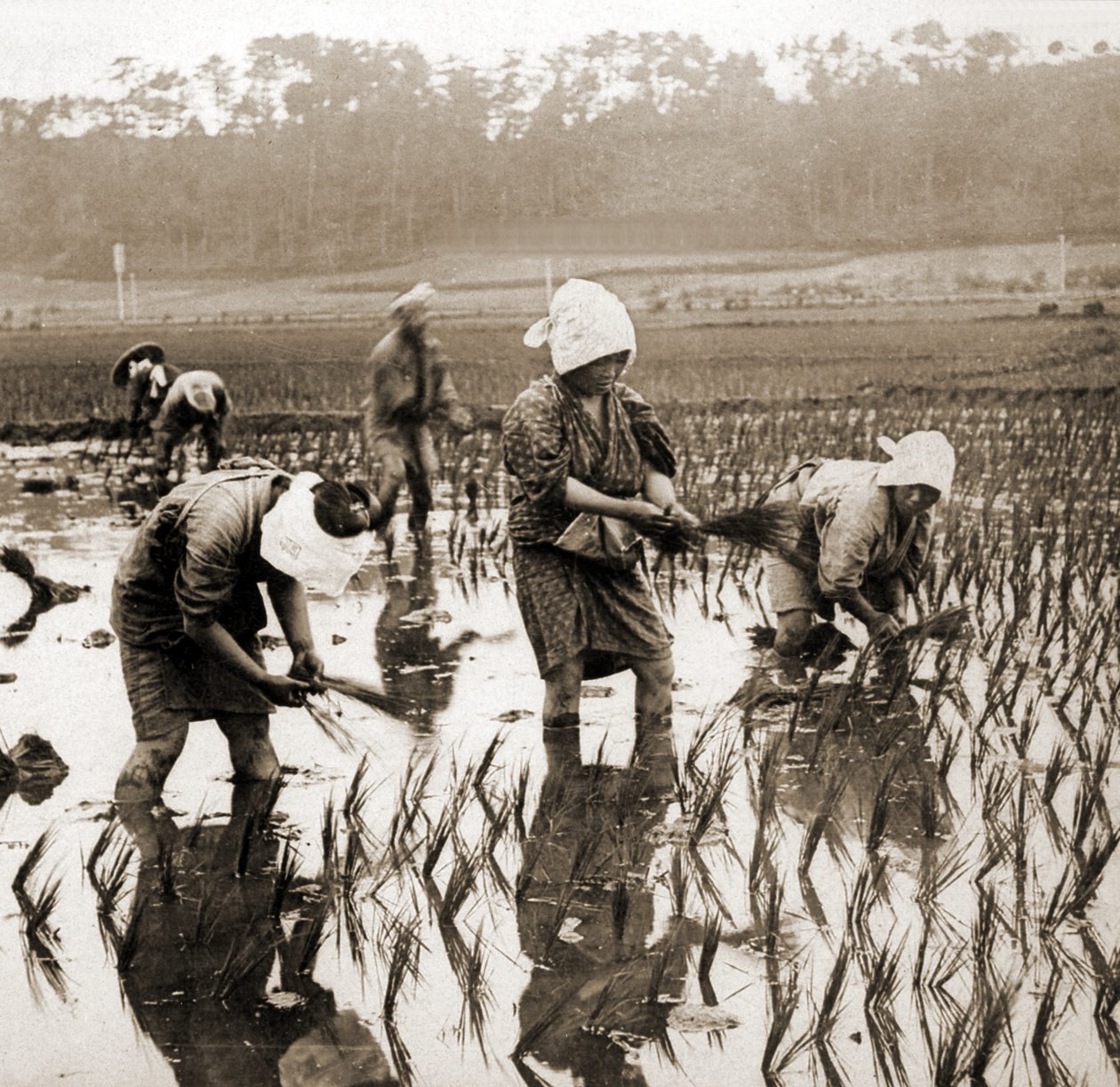 Women Planting Rice in Japan by Japanese Photographer
