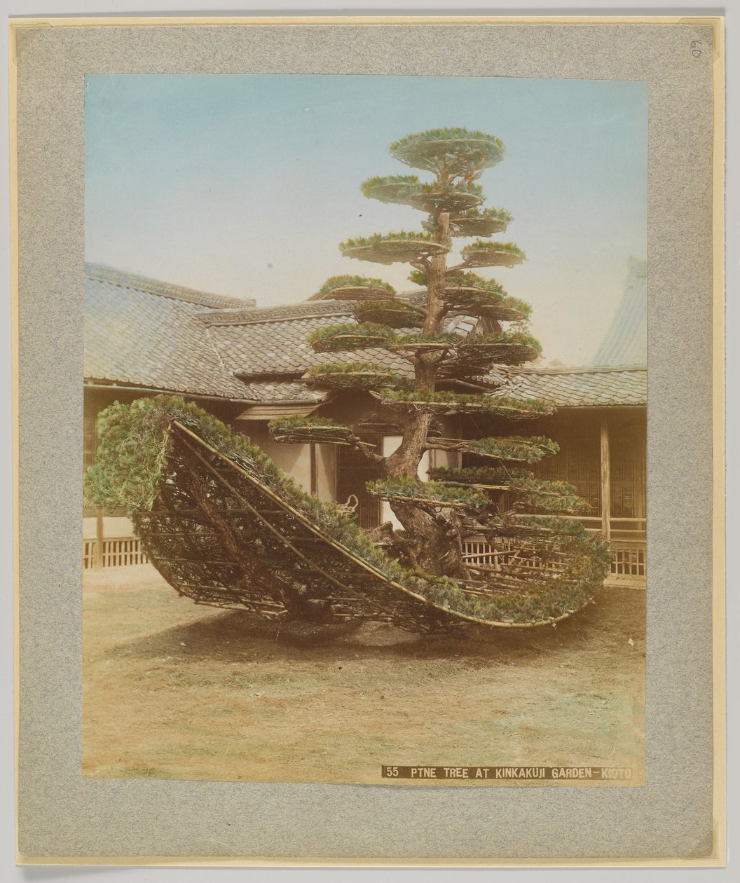 Pine Tree at Kinkakuji Garden, Kyoto, Japan by Japanese Photographer