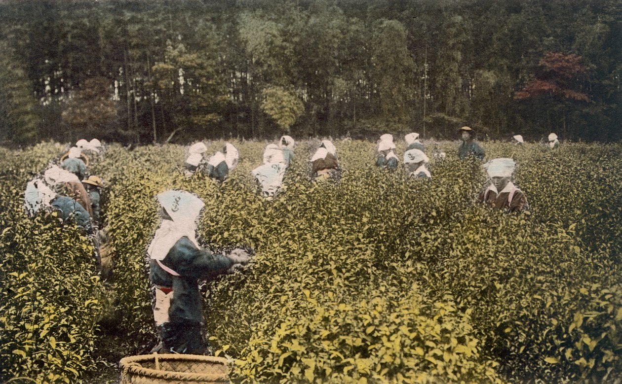 Women Picking Tea, with Male Overseer, 1890s by Japanese Photographer