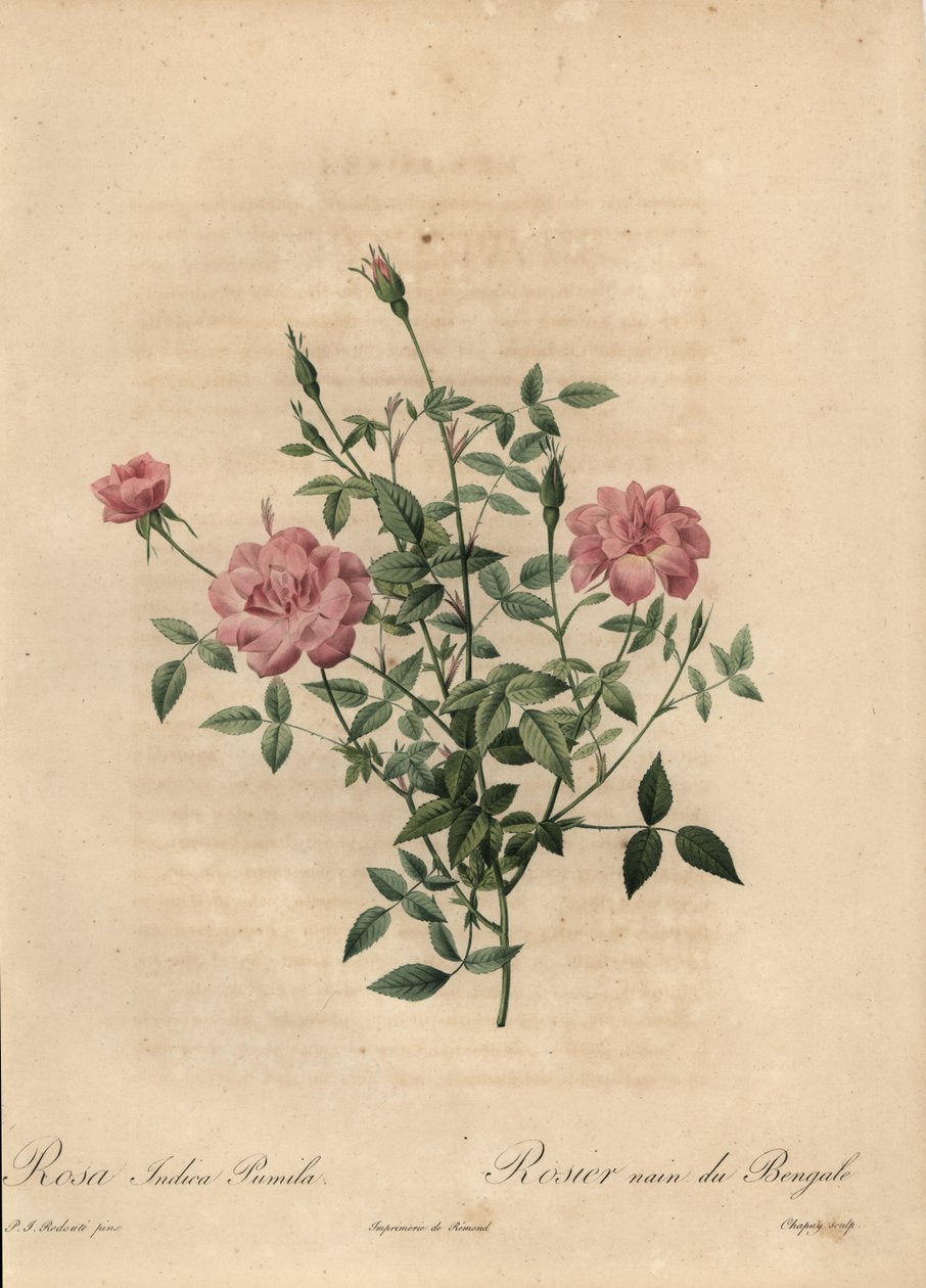 Pink Miniature China Rose, Rosa Chinensis by Jean Baptiste Chapuy