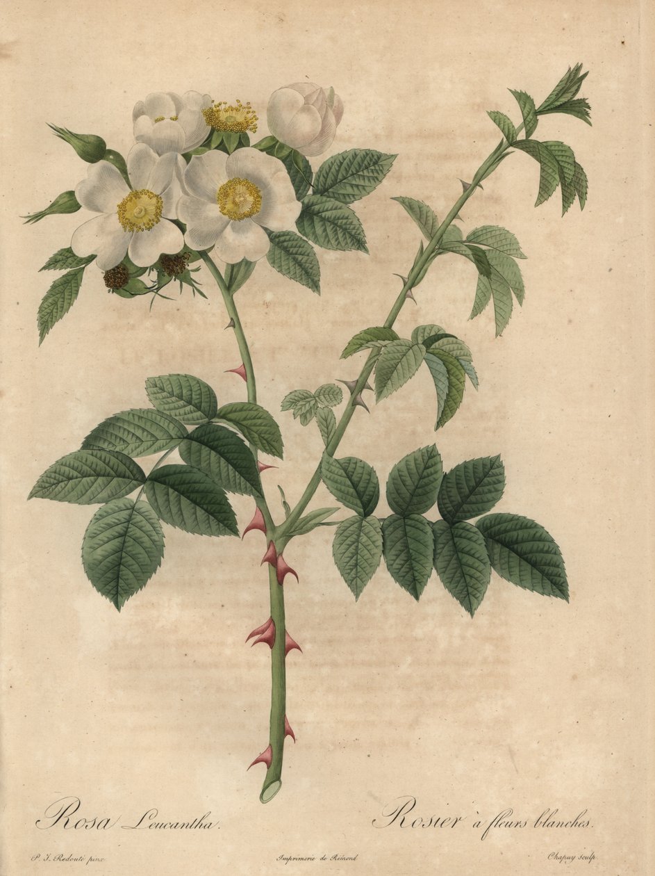 White Rose, Rosa Leucantha by Jean Baptiste Chapuy