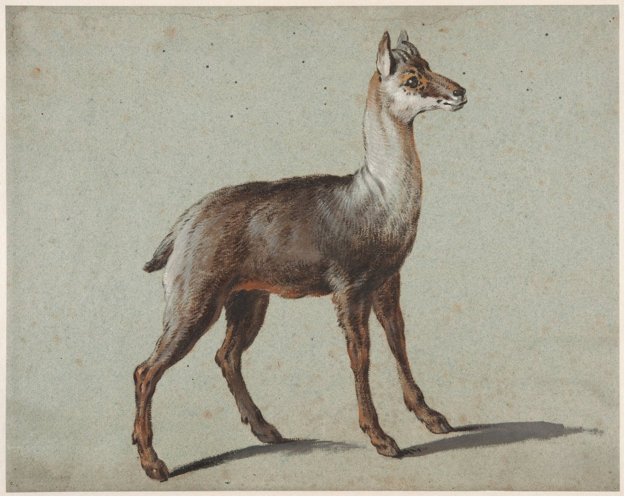 Chamois by Jean-Baptiste Oudry