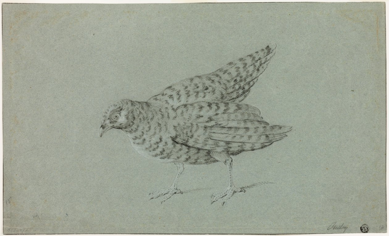 Partridge by Jean-Baptiste Oudry