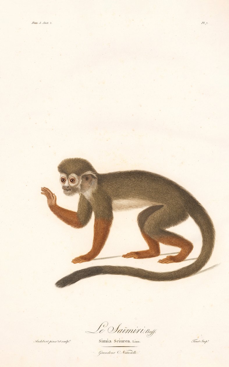 Common Squirrel Monkey by Jean Baptiste Audebert