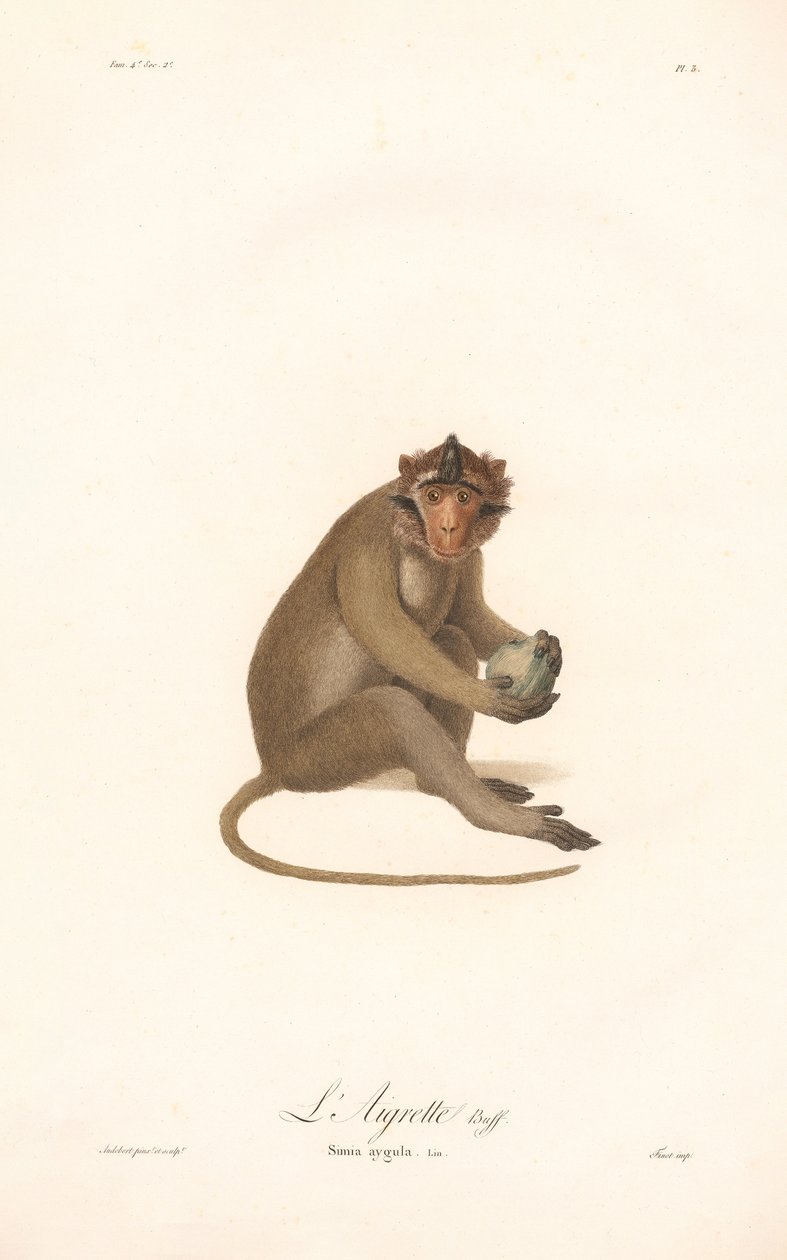 Javan Langur by Jean Baptiste Audebert