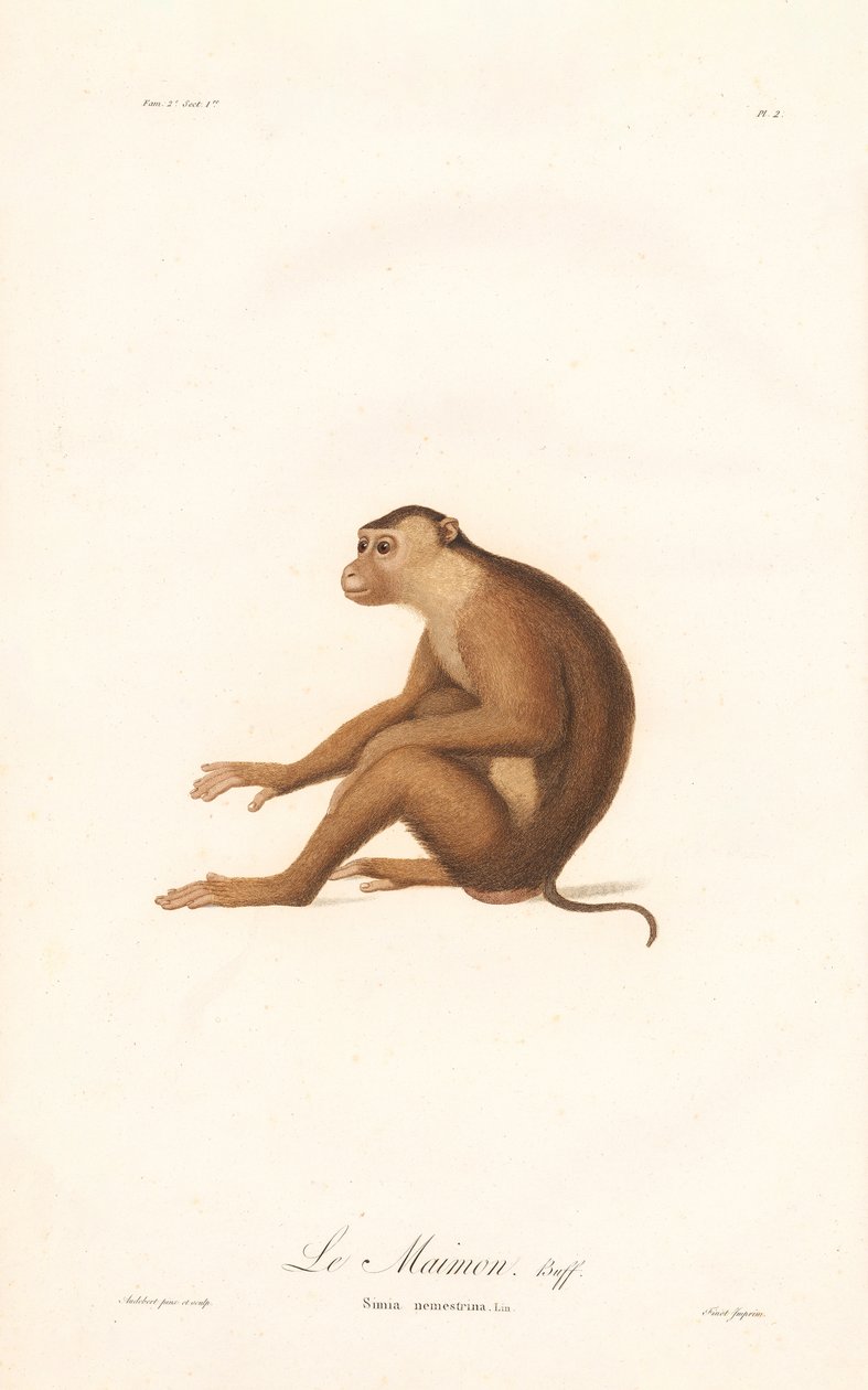 Pig-tailed Macaque by Jean Baptiste Audebert