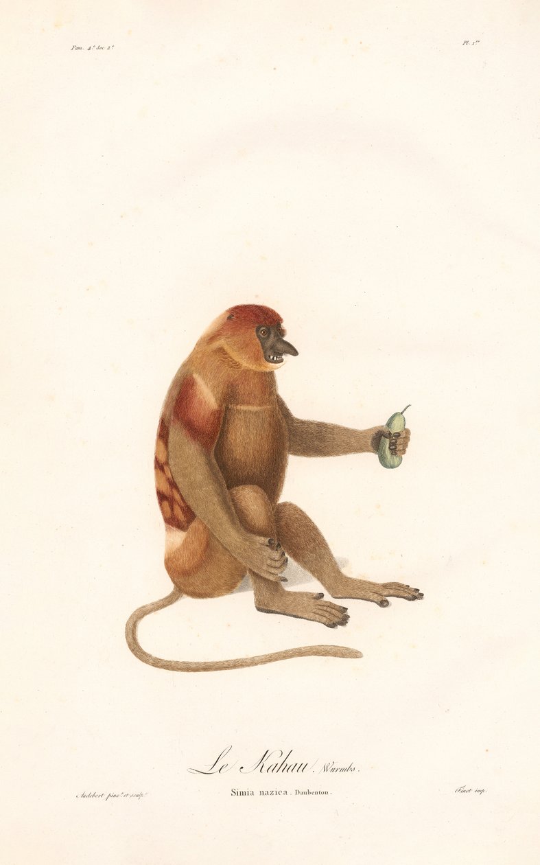Proboscis Monkey by Jean Baptiste Audebert