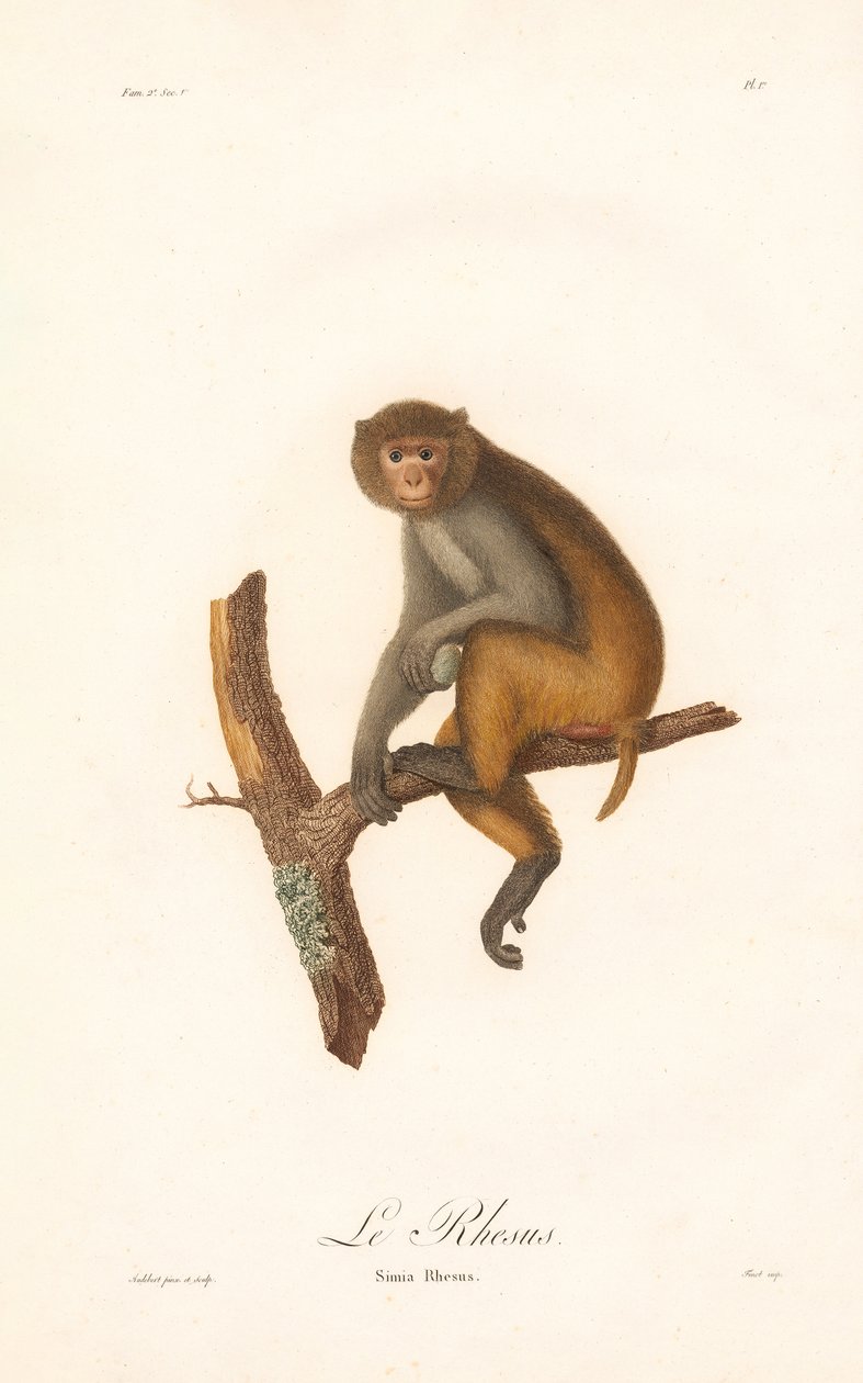 Rhesus Macaque by Jean Baptiste Audebert