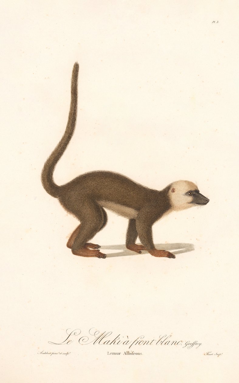 White-fronted Lemur by Jean Baptiste Audebert