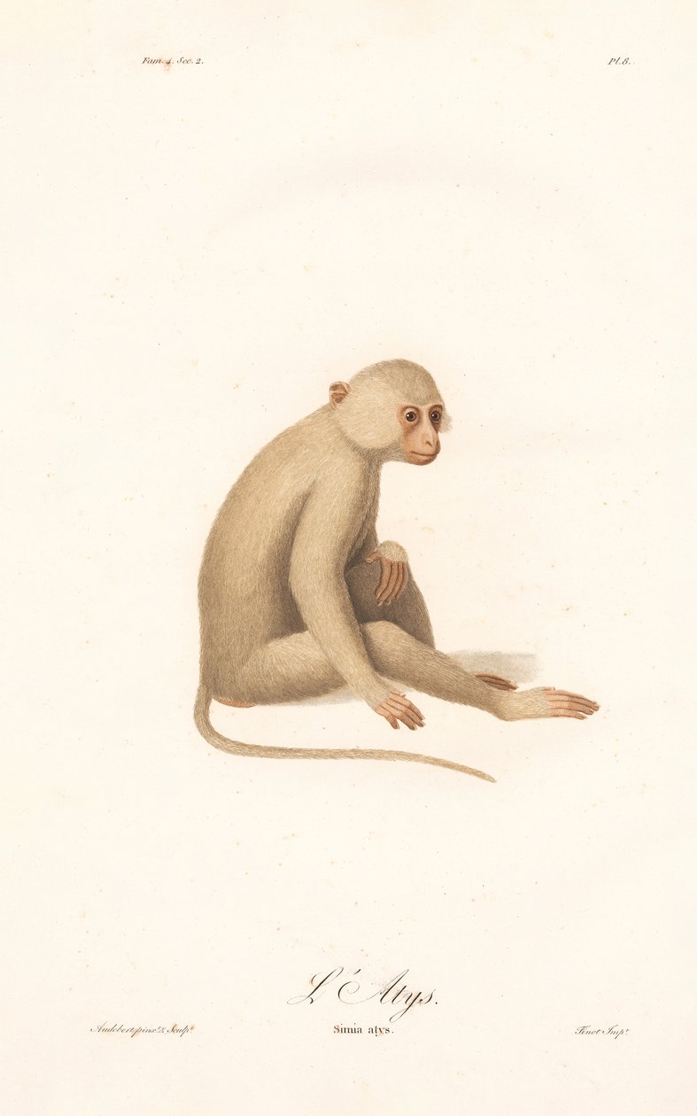 White-handed Gibbon by Jean Baptiste Audebert