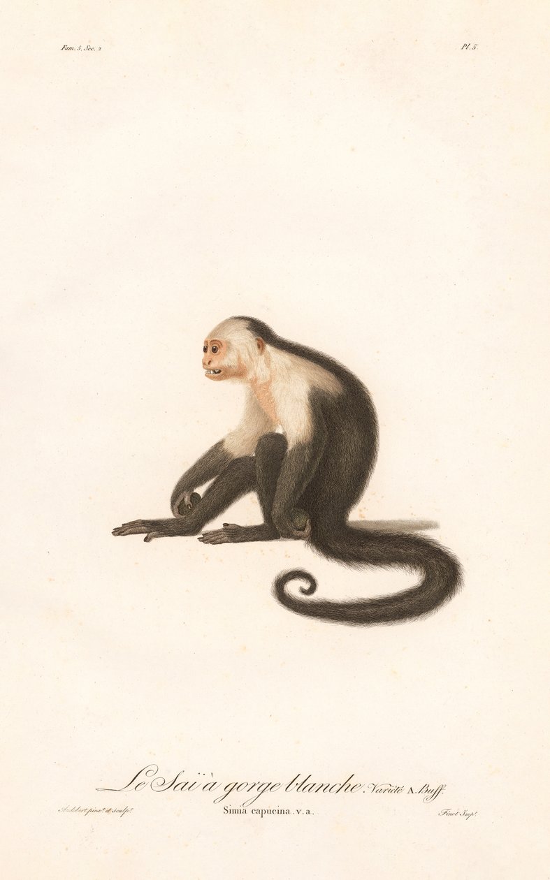 White-throated Capuchin by Jean Baptiste Audebert