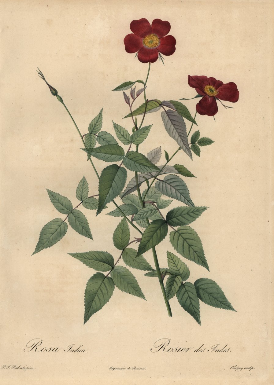 Crimson China Rose, Rosa Chinensis by Jean Baptiste Chapuy