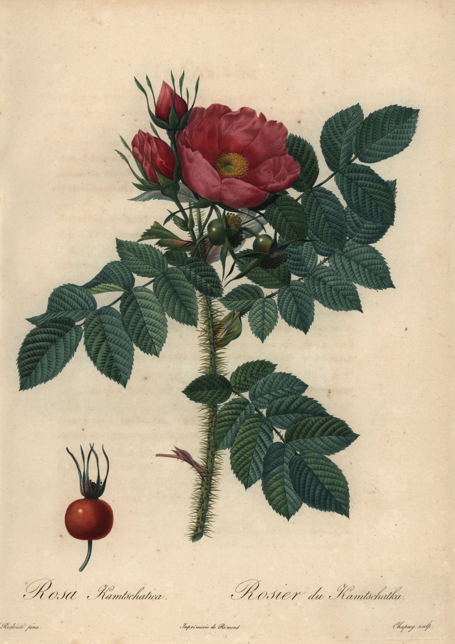 Crimson Japanese Rose; Rosa Rugosa by Jean Baptiste Chapuy