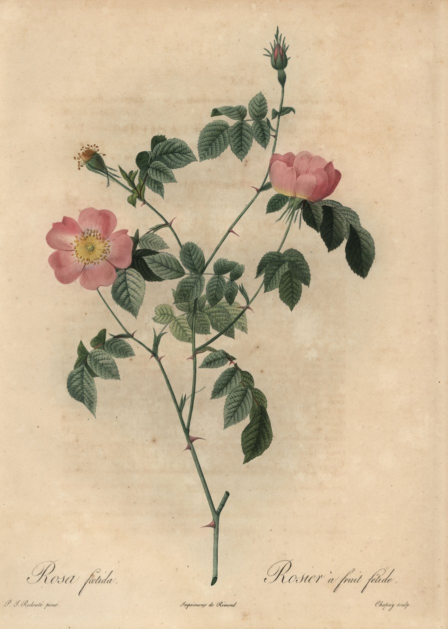 Rosa Foetida, Fetid Fruit Rose by Jean-Baptiste Chapuy