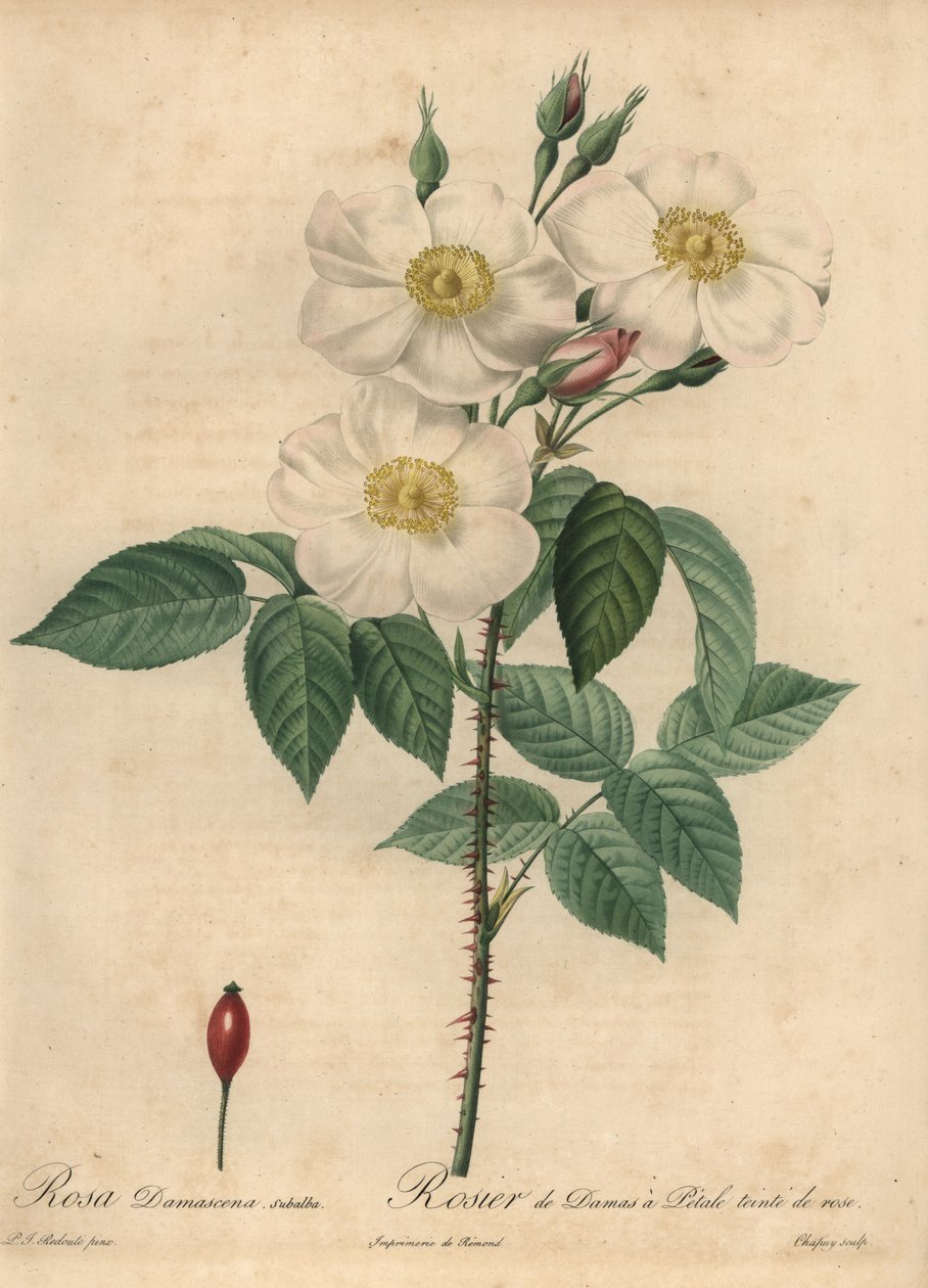 White Damask rose, Rosa x damascena by Jean Baptiste Chapuy