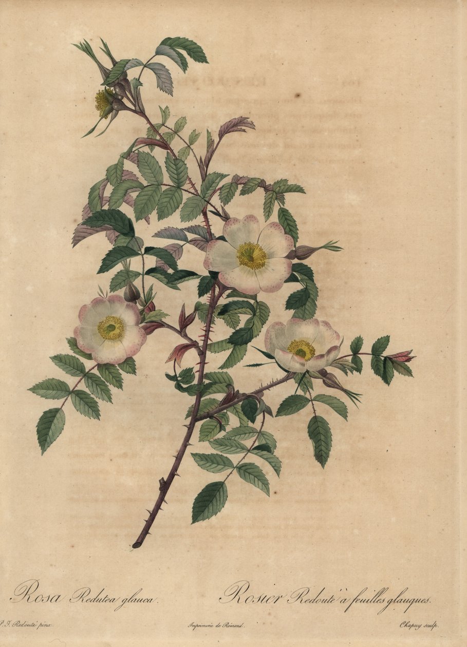 White and Pink Rose, Rosa Redutea Glauca by Jean Baptiste Chapuy