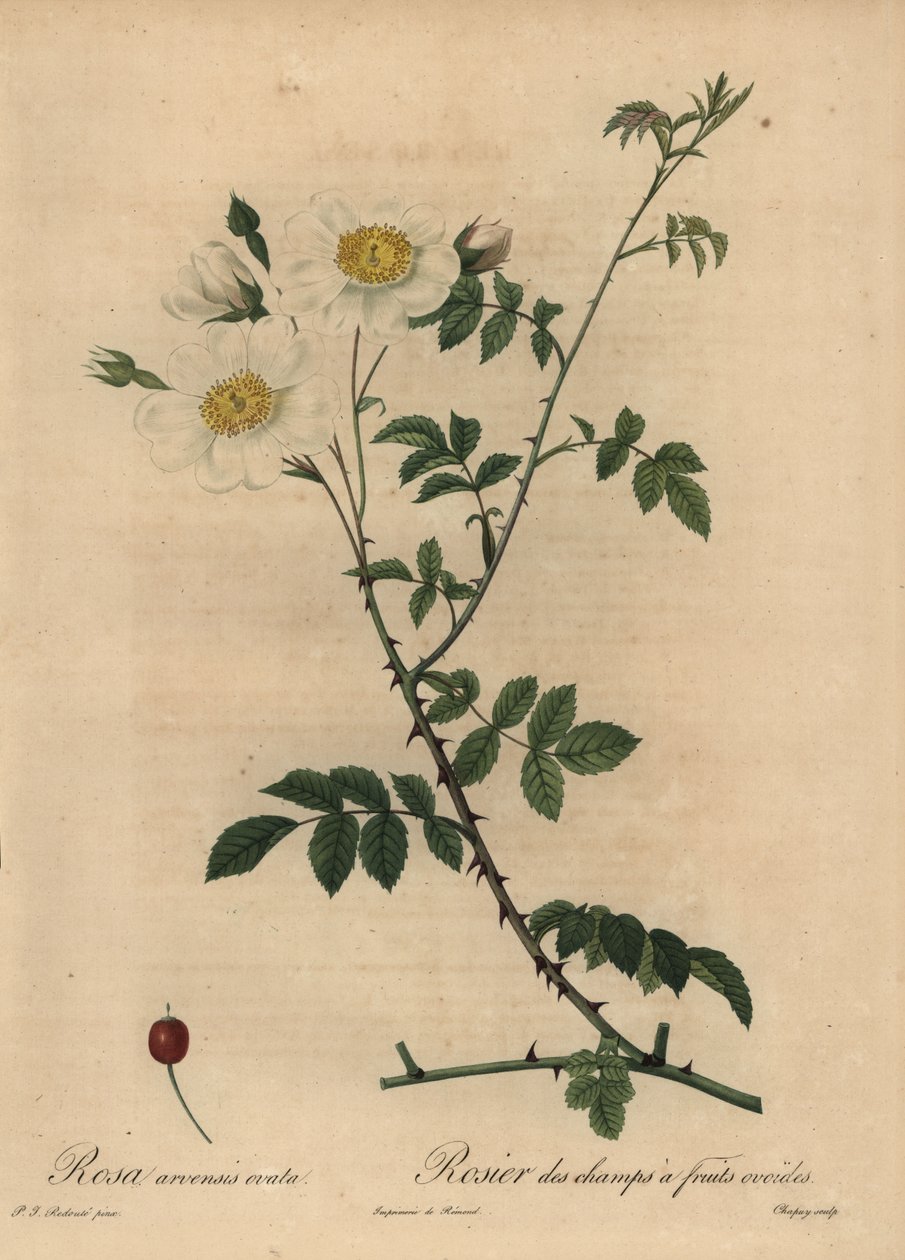 White field rose, Rosa arvensis by Jean Baptiste Chapuy
