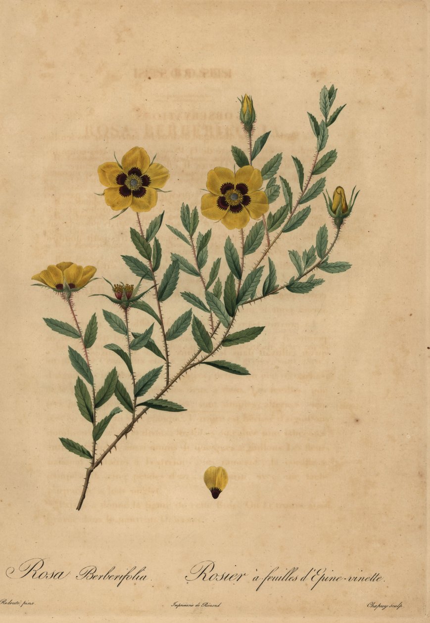 Yellow rose, Rosa berberifolia by Jean Baptiste Chapuy