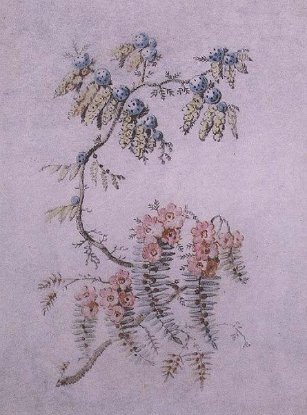 Decorative Study of Flowers and Berries by Jean Baptiste Pillement