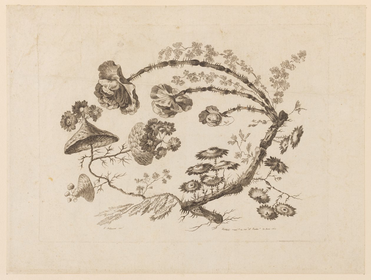 Flower Boughs, from "Collection of Different Fantasy Flowers in the Chinese Taste" by Jean Baptiste Pillement