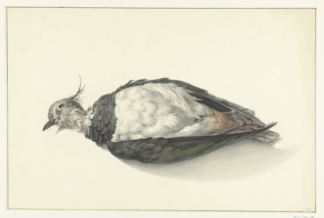 Dead Lapwing Lying Down by Jean Bernard