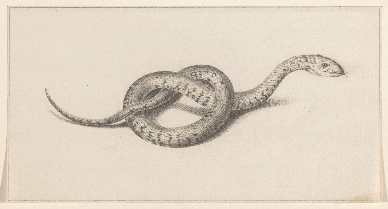 Snake by Jean Bernard
