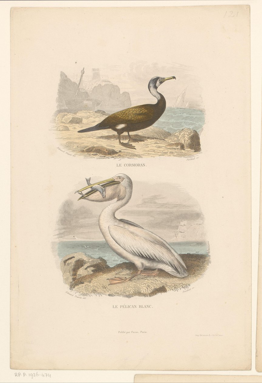 Cormorant and White Pelican by Jean Charles Pardinel