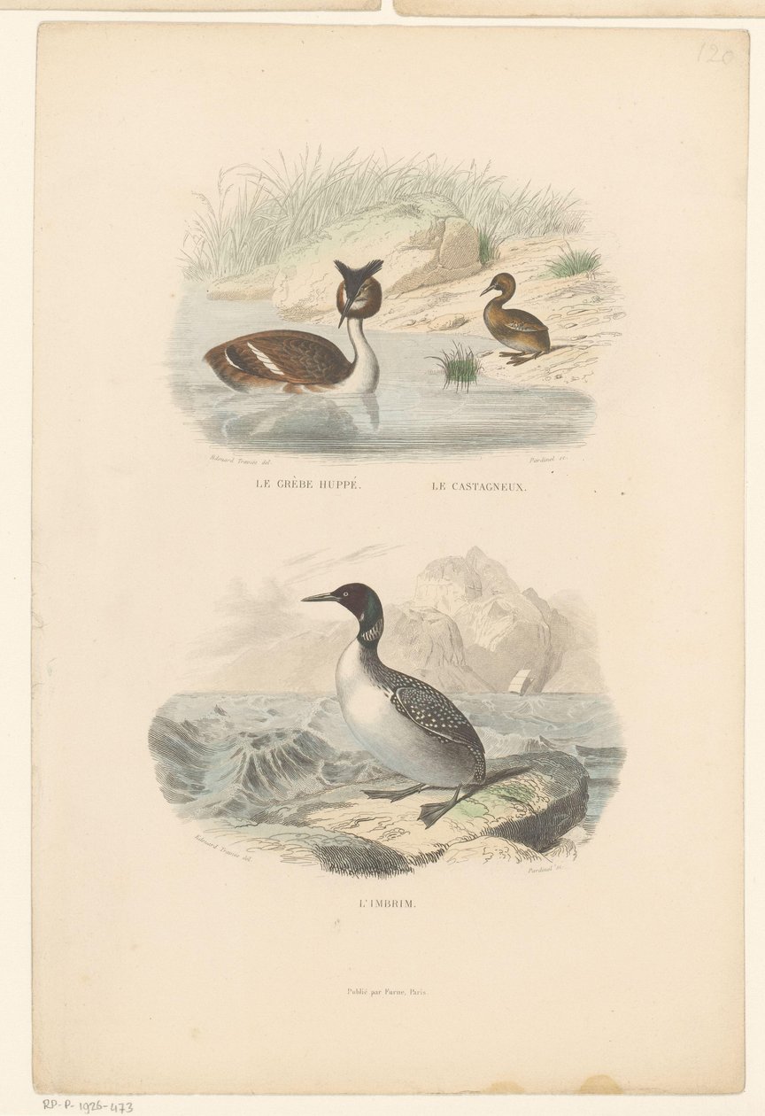 Great Crested Grebe, Little Grebe, and Loon from Le grèbe huppé, le castagneux, L