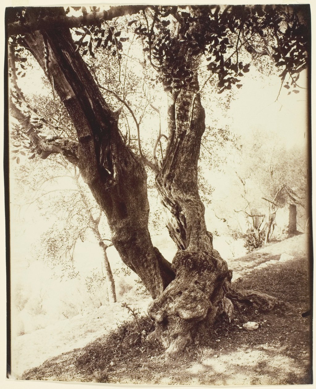 Olive Tree, Nice by Jean Eugène Auguste Atget