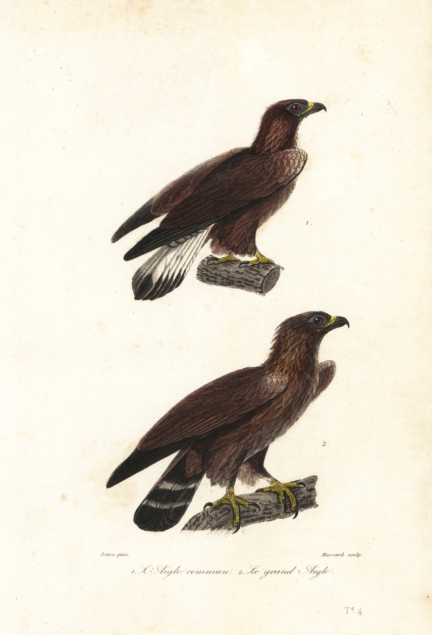 Golden eagle, Aquila chrysaetos by Jean Gabriel (after) Pretre