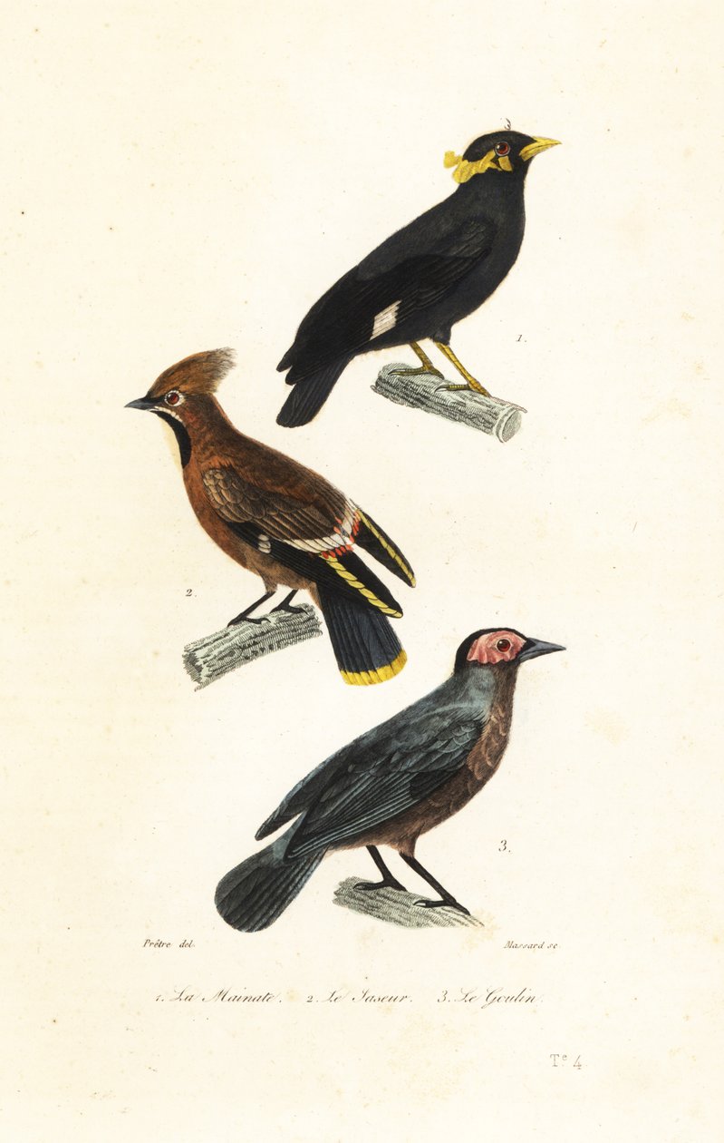 Hill myna, Bohemian waxwing and coleto by Jean Gabriel (after) Pretre
