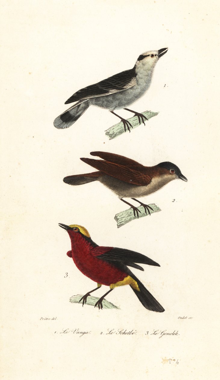 Hook-billed vanga, rufous vanga and yellow-crowned gonolek by Jean Gabriel (after) Pretre