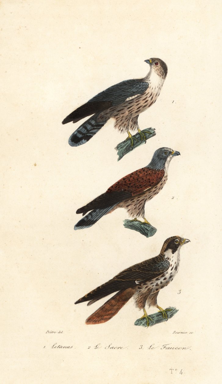Western plantain-eater, saker falcon and peregrine by Jean Gabriel (after) Pretre